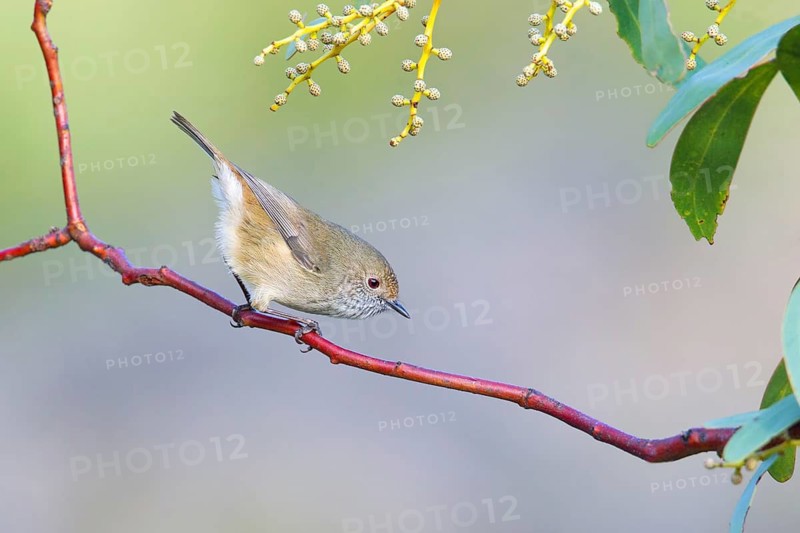 Brown Thornbill (Acanthiza pusilla), Victoria, Australia