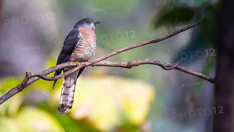 Common Hawk-Cuckoo (Hierococcyx varius), Pench National Park, India