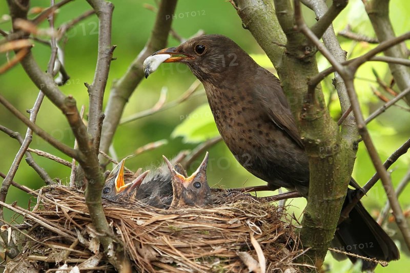 Common Blackbird (Turdus merula) female removes faeces of young birds from the nest, Lower Saxony, Germany