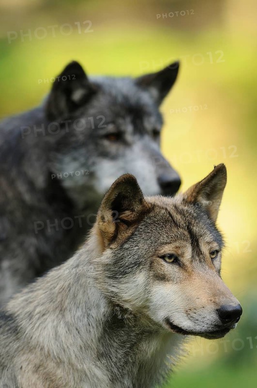 Two wolves, one in the foreground, the other in the background, in the green, attentive, Timberwolf (Canis lupus lycaon), Germany