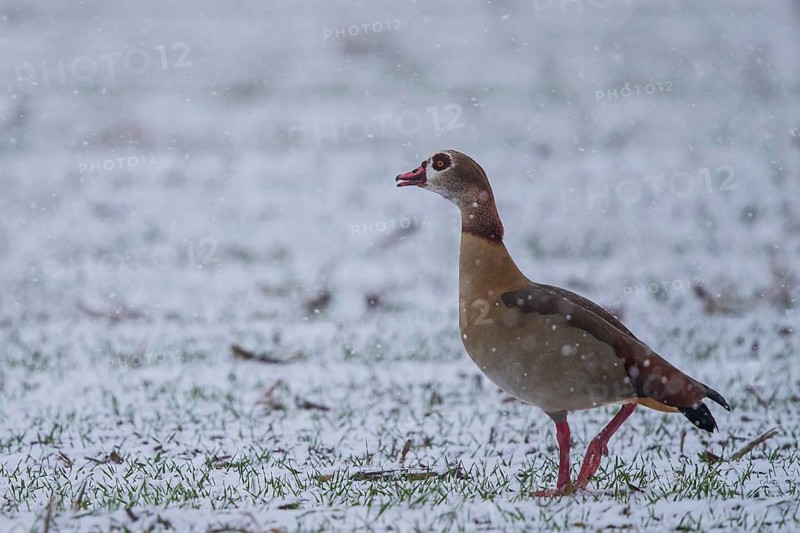 Egyptian Goose (Alopochen aegyptiaca), Baden-Wuerttemberg, Germany