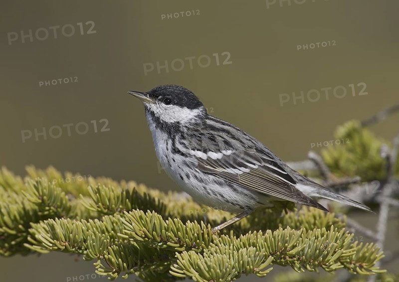 Blackpoll Warbler (Setophaga striata) male, Manitoba, Canada