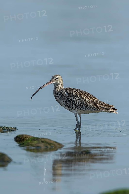 Eurasian Curlew (Numenius arquata) foraging, Mecklenburg-Western Pomerania, Germany
