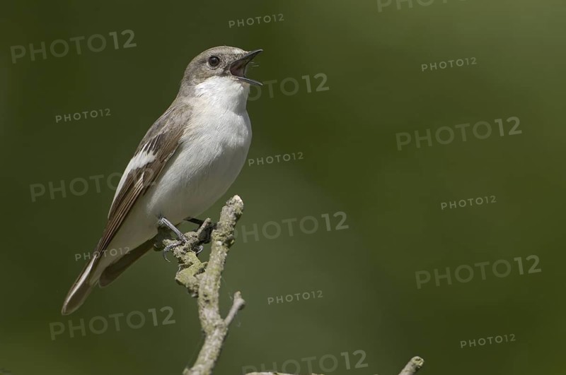 European Pied Flycatcher (Ficedula hypoleuca) female singing, Brandenburg, Germany