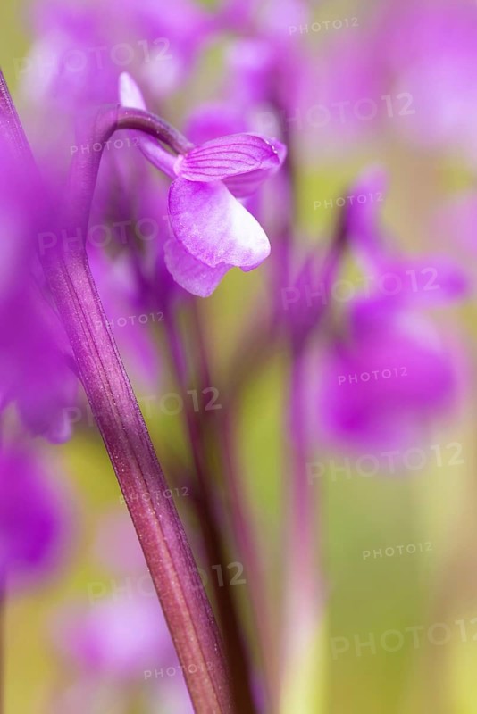 A close-up shot highlighting the intricate details and vibrant purple hues of the Orchis champagneuxii, set against a soft, blurred green background