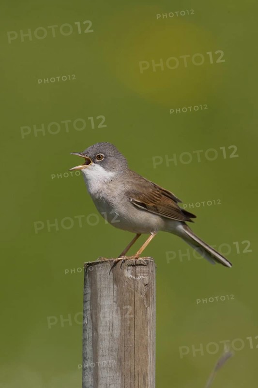 Common Whitethroat (Sylvia communis) singing, Lower Saxony, Germany