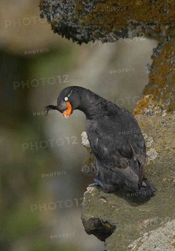 Crested Auklet (Aethia cristatella), Alaska, USA