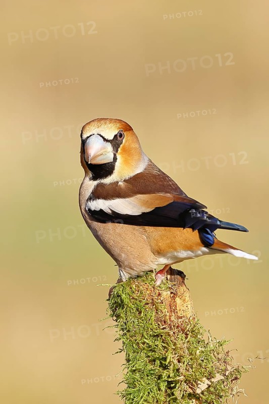 Hawfinch (Coccothraustes coccothraustes), sitting on a tree root covered with moss, Wilnsdorf, North Rhine-Westphalia, Germany