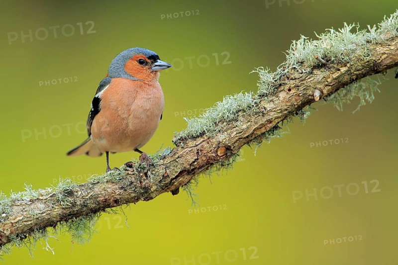 Common Chaffinch (Fringilla coelebs) male perched on lichen branch, Andalusia, Spain