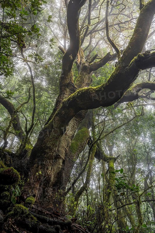 Laurel tree with mosses and lichens in the cloud forest. Garajonay National Park, La Gomera, Canary Islands, Spain