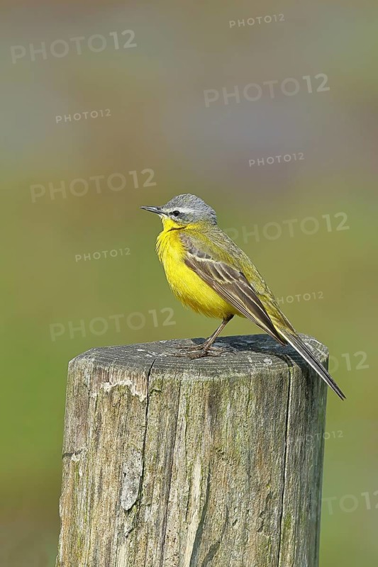 Yellow wagtail (Motacilla flava), on a pasture fence post, Dümmer, Lake Dümmer, Ochsenmoor, Hüde, Lower Saxony, Germany