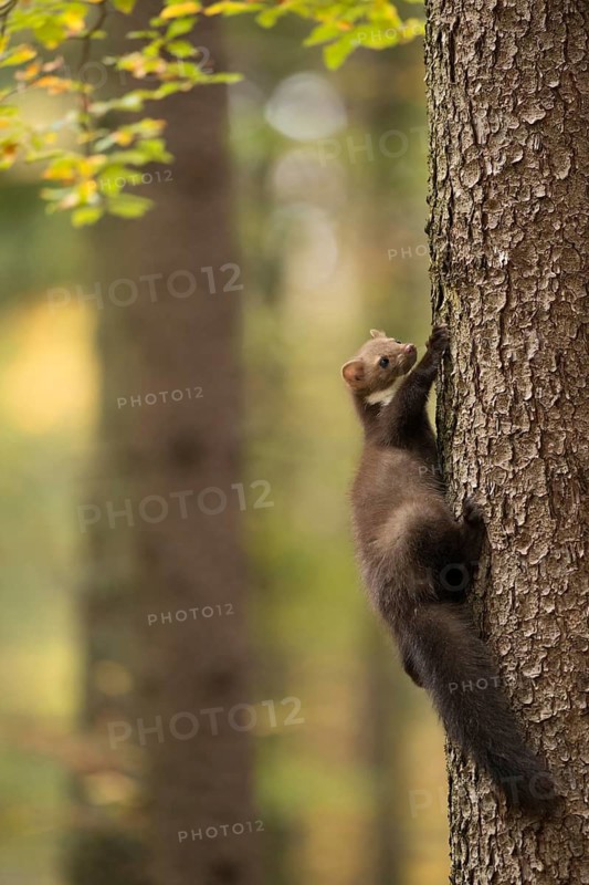 Beech Marten (Martes foina) climbing in tree, North Rhine-Westphalia, Germany