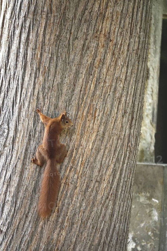 Squirrel (Sciurus vulgaris), summer, Germany