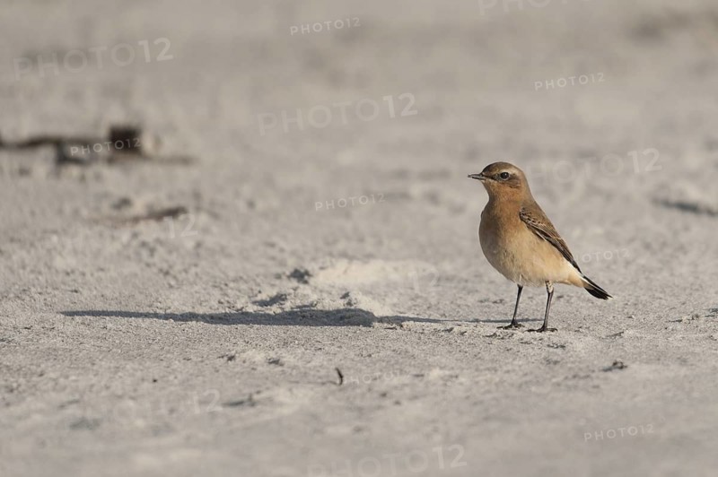 Northern Wheatear (Oenanthe oenanthe), Schleswig-Holstein, Germany