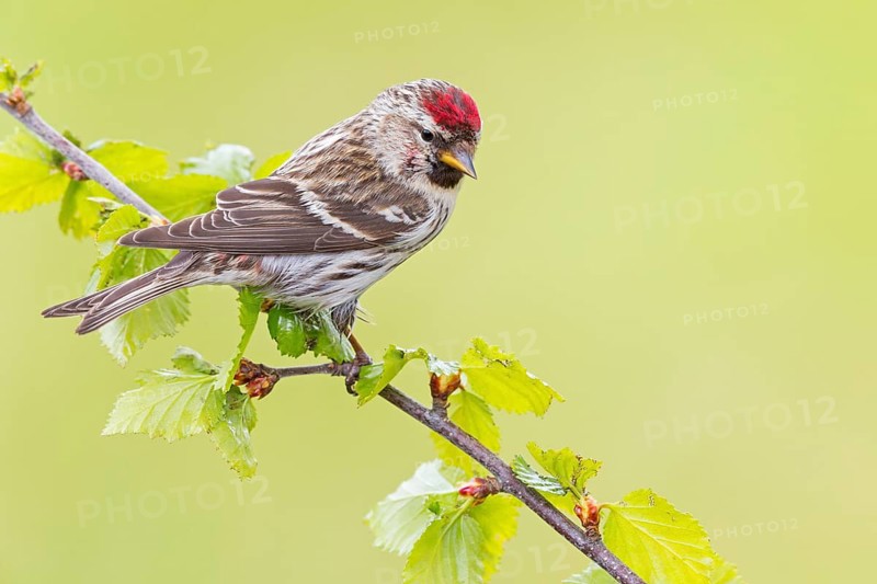 Birkenzeisig, Common Redpoll, Redpoll, Carduelis flammea, Acanthis flammea, Sizerin flammé, Pardillo Sizerín