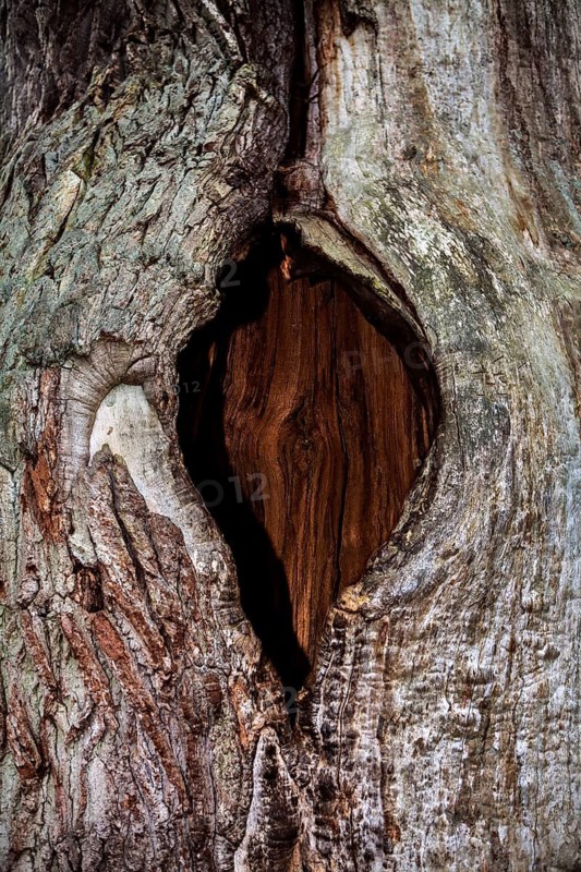 So-called chimney oak, Kamineiche, Primeval forest Urwald Sababurg, Hofgeismar, Weser Uplands, Weserbergland, Hesse, Germany