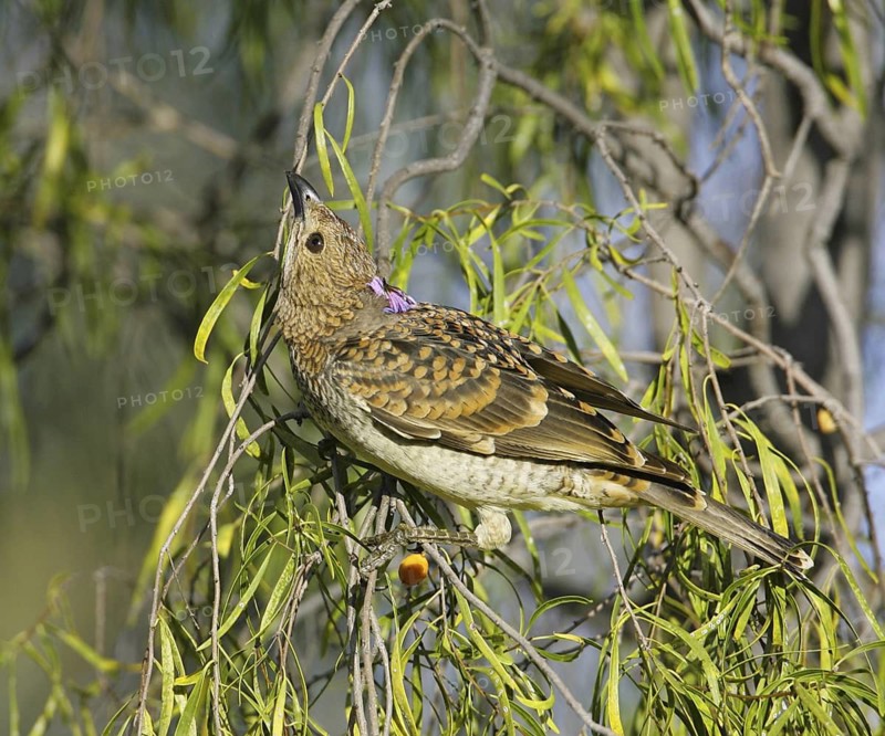 Spotted Bowerbird (Chlamydera maculata), Queensland, Australia