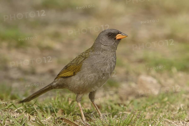 Pampa Finch (Embernagra platensis), Corrientes, Argentina