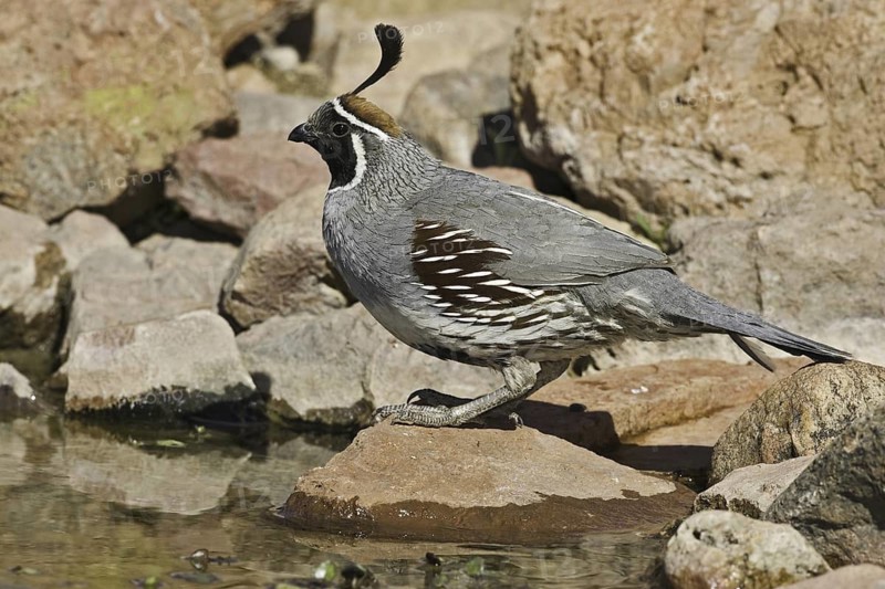 Gambel's Quail (Callipepla gambelii) male, Arizona, USA