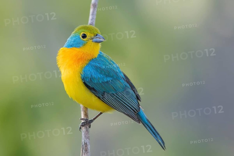 Orange-breasted Bunting (Passerina leclancherii) perched on a branch in Oaxaca, Mexico