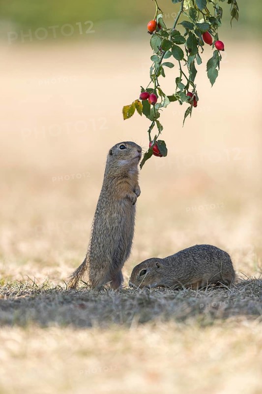 One European ground squirrel (Spermophilus citellus) or European souslik standing erected in dry grass and trying to catch some berries of rose hip (Rosa canina)