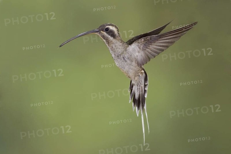 Long-billed Hermit (Phaethornis longirostris), Ecuador