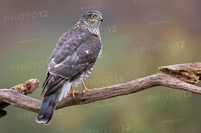 Eurasian Sparrowhawk (Accipiter nisus) female perched on a branch, Saxony-Anhalt, Germany