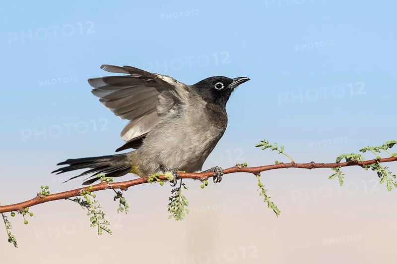White-spectacled Bulbul (Pycnonotus xanthopygos) flapping, perched on a branch, Eilat, Israel