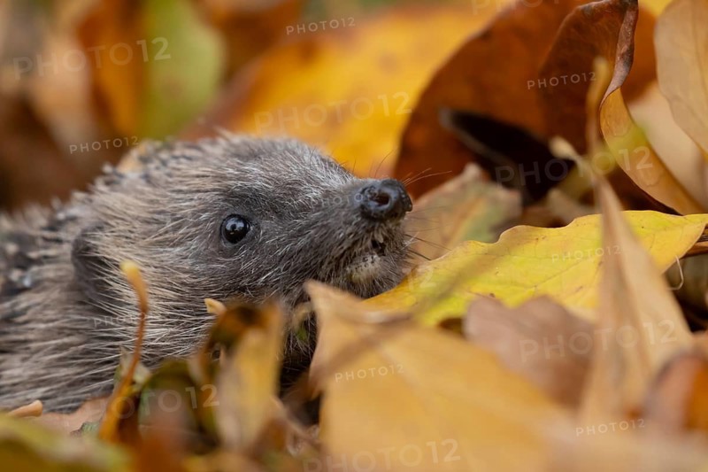 European hedgehog (Erinaceus europaeus) adult animal amongst fallen autumn leaves, England, United Kingdom