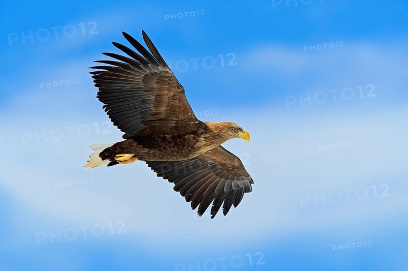 Flying bird of prey, White-tailed Eagle, Haliaeetus albicilla, with blue sky and white clouds in background