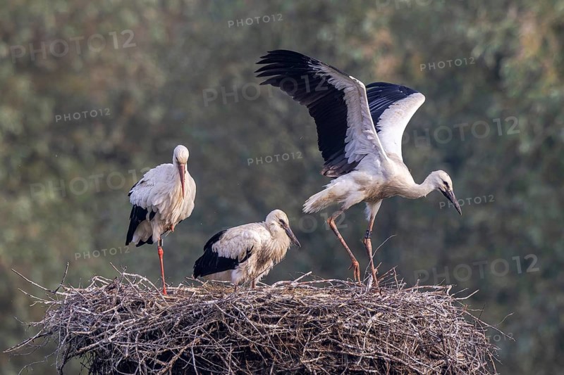 White Stork (Ciconia ciconia) adult with juveniles in nest, Netherlands