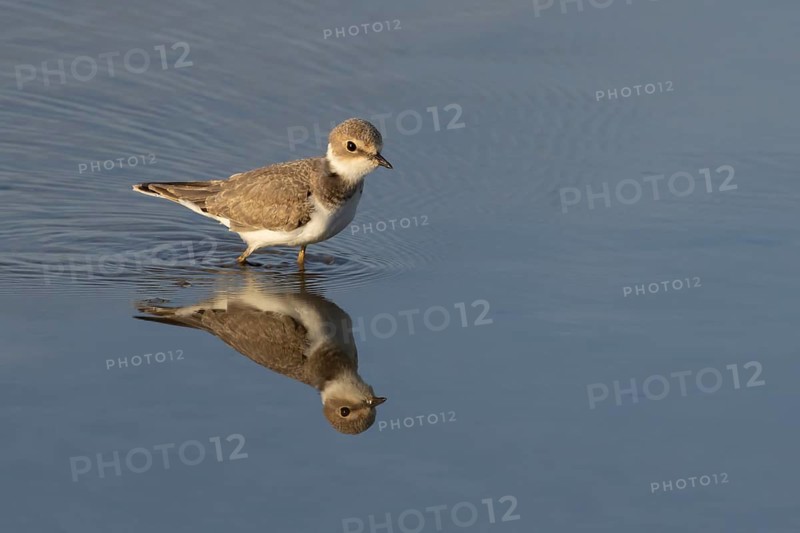 Little ringed plover (Charadrius dubius) juvenile wading bird in a shallow lagoon in summer, RSPB Titchwell nature reserve, Norfolk, England, United Kingdom