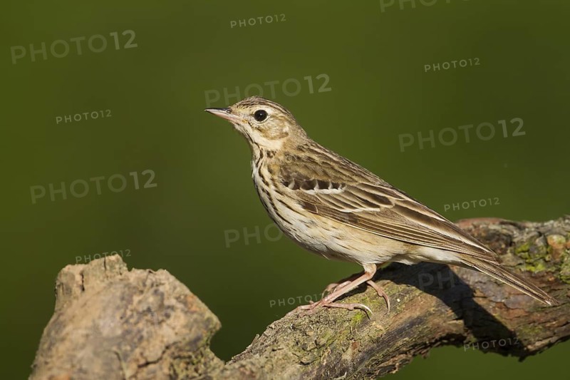Tree Pipit (Anthus trivialis), Baden-Wuerttemberg, Germany