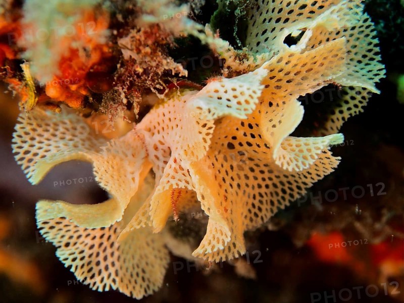 Neptune veil (Reteporella grimaldii / Reteporella septentrionalis)