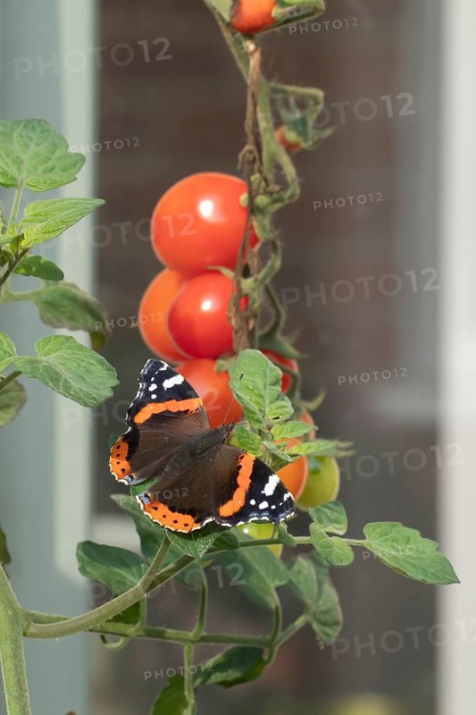 Red admiral butterfly (Vanessa atalanta) adult insect resting on a garden Tomato plant leaves in summer, England, United Kingdom
