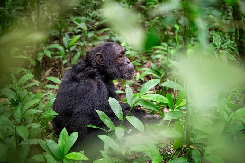 Chimpanzee (Pan Troglodytes), male on the ground, jungle in Kibale National Park, Uganda