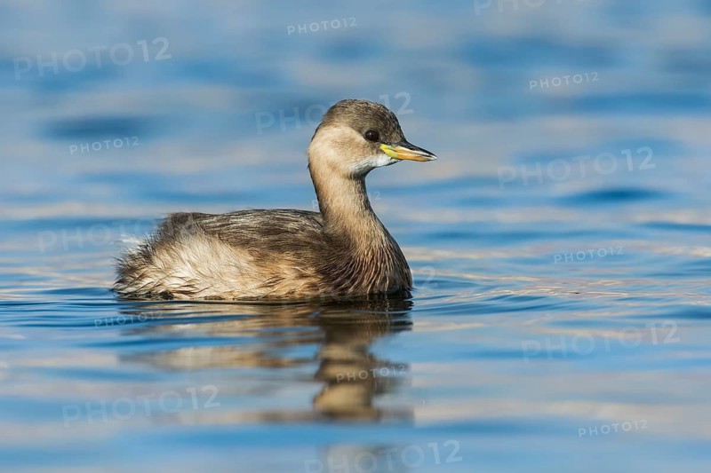 Little Grebe (Tachybaptus ruficollis), Eilat, Israel