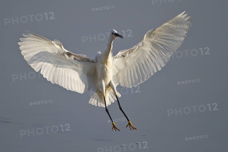 Little Egret (Egretta garzetta) flying, Mallorca, Spain