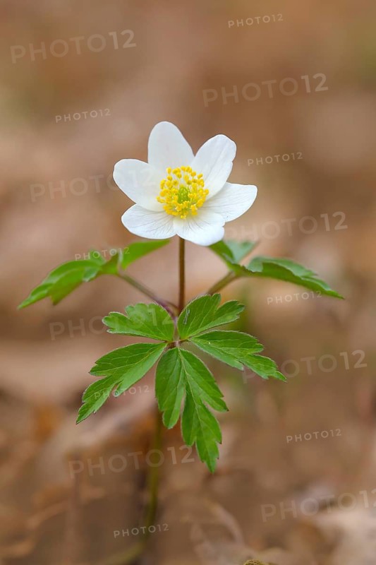 Wood anemone (Anemone nemorosa) Close-up of a white flower with yellow stamens blooming in the spring forest, March, nature photography, Siegerland, North Rhine-Westphalia, Germany