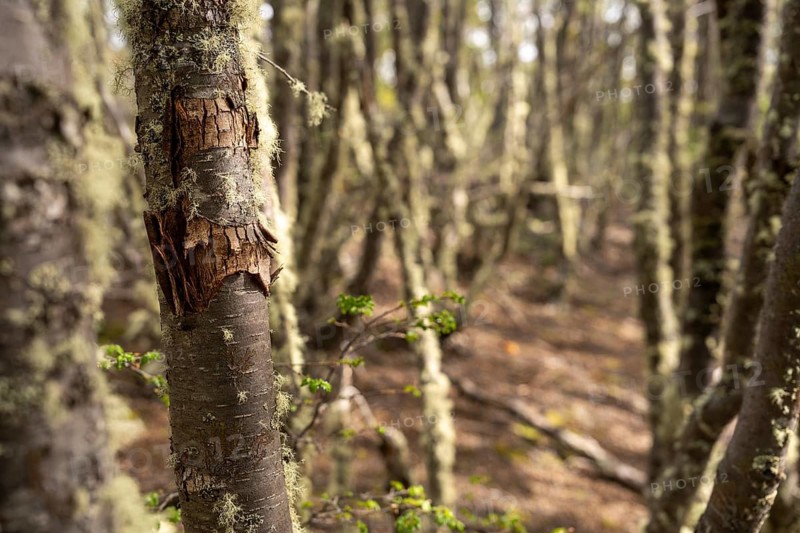 Southern beech (Nothofagus), trunk with chipped bark and beard lichen, sparse forest in backlight, Tierra del Fuego National Park, Tierra del Fuego, Argentina