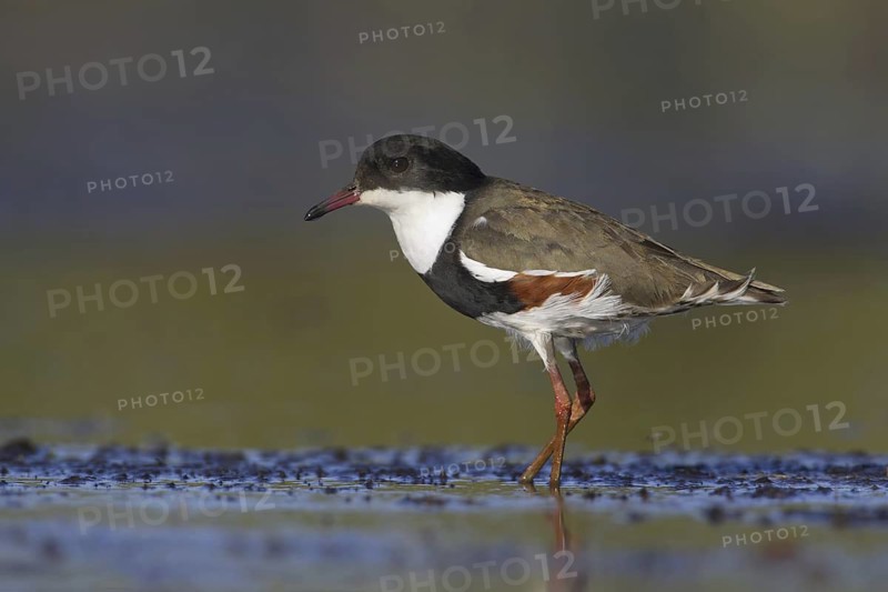 Red-kneed Dotterel (Erythrogonys cinctus), Victoria, Australia