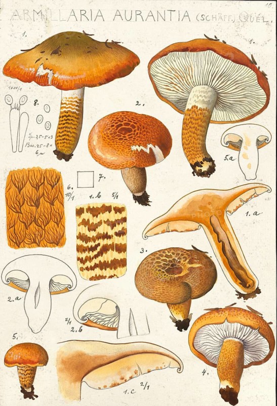 Mushroom, fungi, orange-red knightly mushroom, Tricholoma aurantium, syn. Armillaria aurantia, authentic reproduction of an illustration by Hans Walty (1868-1948) from about 1915, historical
