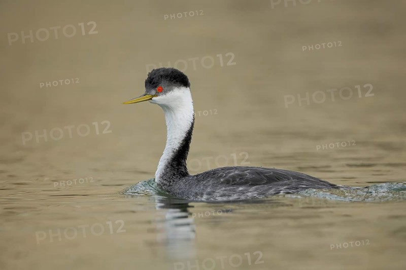 Clark's Grebe (Aechmophorus clarkii), California, USA