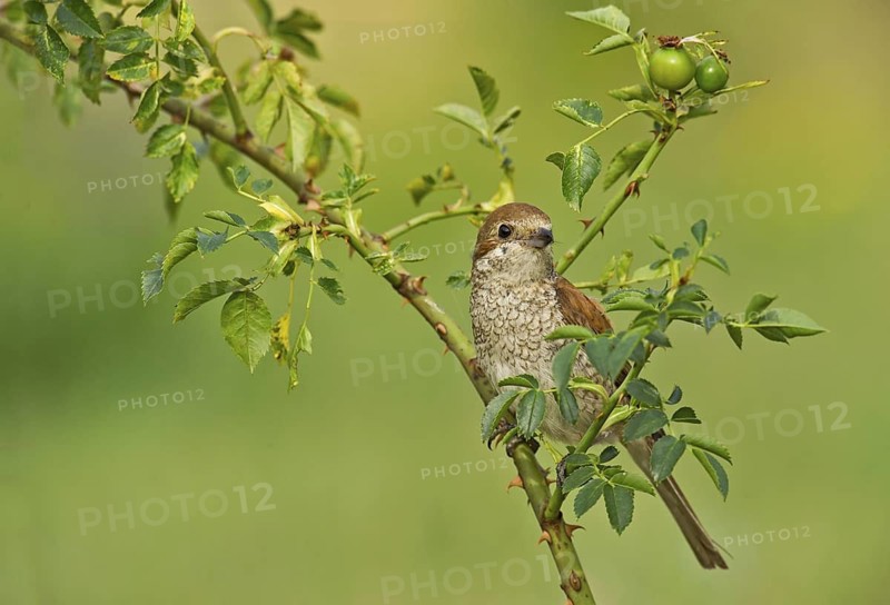 Red-backed Shrike (Lanius collurio) female perched on rose hip, Aosta Valley, Italy