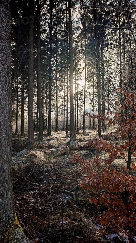 Sunlight falls through tall trees and casts shadows on the forest floor, beech leaves (Fagus) in the foreground, winter hike on the Rennsteig, Thuringian Forest nature park Park