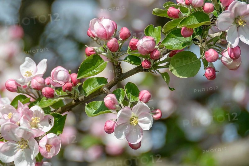 Apple (Malus domestica),  Germany