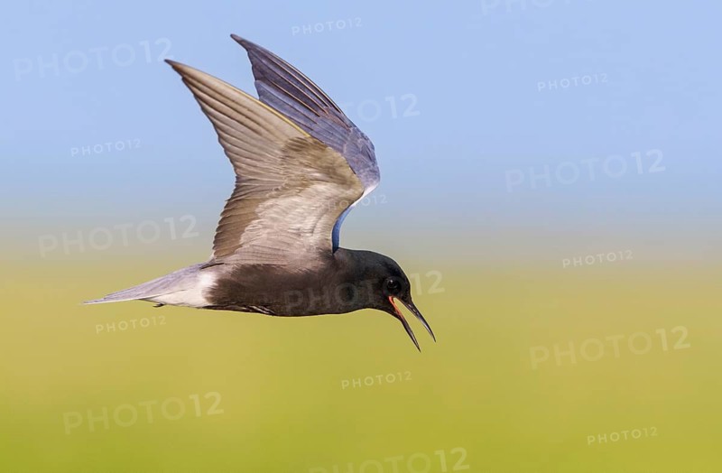 Black Tern (Chlidonias niger)