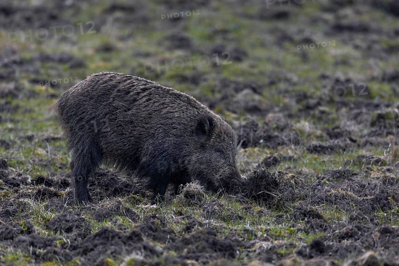 The damage caused by wild boar (Sus scrofa) in agriculture can be considerable, as shown by this particular wild boar, Denmark