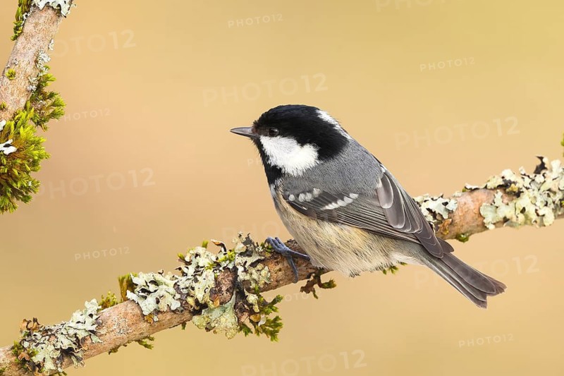 Fir tit (Periparus ater), sitting on a branch overgrown with moss and lichen, Wildlife, Animals, Birds, Tits, Siegerland, North Rhine-Westphalia, Germany