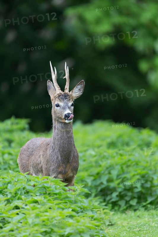 One male Roe Deer, Roe buck (Capreolus capreolus), standing in a thicket of stinging nettle. Some green vegetation in the distant background